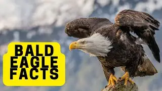 Did you know? Bald Eagle facts for kids - American symbol