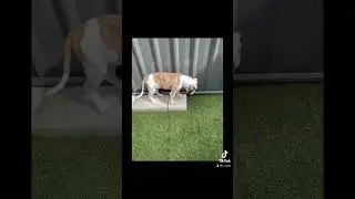 #youtubeshorts #edit #bulldog #samson #ambull #cute #dog #edit #editing