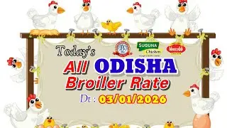 #TodayChaickenRate || #ChickenRate || #todaybroilerrate || #ajirachickenrate ||  Dt- 03/01/2026