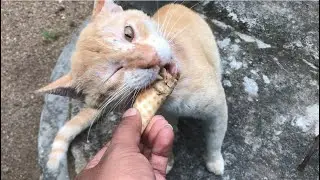 Two Cats Like To Eat Ice Cream 🍦 Other Cat Dislikes To Eat . Funny Cats Best Moments 😸