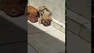 mini pig