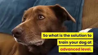 Best Dog Brain Training Program 2021| Brain training for dogs review