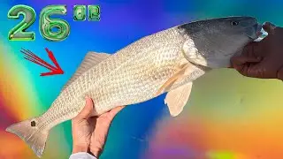 Pier Pounders! How to Catch MONSTER Redfish & Black Drum (Under the pier!)