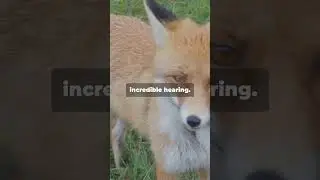 5 Amazing Fox Facts 🦊