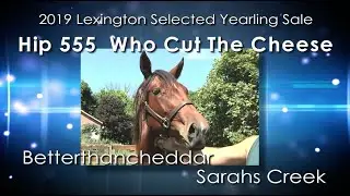 H555 Who Cut The Cheese Lex