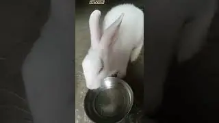 Rabbit is drinking water🐇💧#rabbit #bunny#cute#viralvideo #highlights#animal#youtube #youtubeshorts