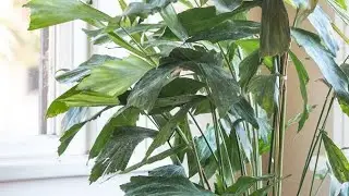 fishtail Palm care (Repoting) How to grow fishtail Palm