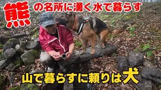 犬と山暮らし（熊の名所の湧水で暮らす）