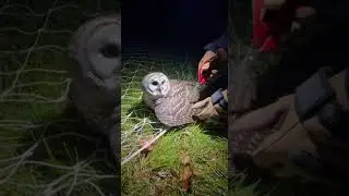 A late night emergency rescue operation for an owl trapped in a soccer net