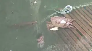 ep1257  #fieldcrab #ปูนา  @enjoylife.9