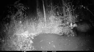 My Springwatch 2020 Episode 6
