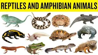 Reptiles, Amphibians & Crawling Animals for Kids | Learn Animal Names with Fun Facts