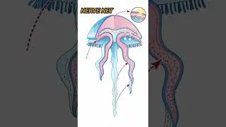 This Creature Can Live Forever?! 😱#shorts#viral#jellyfish #facts