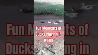 Funny Ducks Splashing and Playing in Water 😂 #ducks #duck #duckrescue #duckadventures #shorts