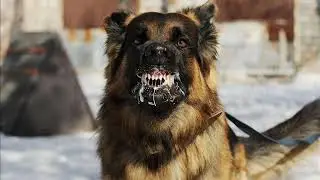 EL PERRO RABIOSO ROCK COMPLETA exito 2019