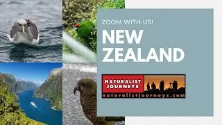 ZOOM WITH US: Birds & Nature of New Zealand with Mark Hanger