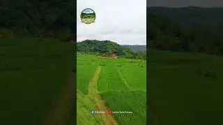 Indahnya pemandangan pagi hari dengan hamparan sawah yang hijau dan pegunungan