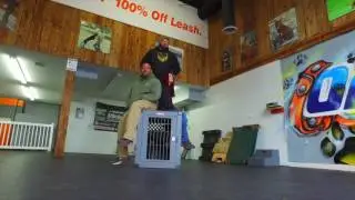 Obedience Kings | Off Leash K9 Training | Best Dog Training| Celebrity Dog Trainer