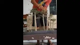 Обрезка бонсай, панорама группы растений, часть 17 #бонсай #деревобонсай #декоративныерастения #в...