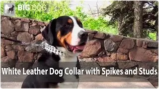 Swiss Mountain Dog in Exclusive Leather Collar with Studs and Spikes