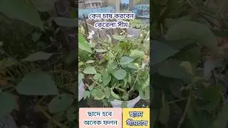 A suitable variety of weed for rooftop gardening #shortvideo #farming #agriculture #garden