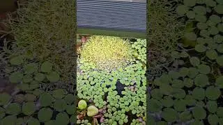 Simpler Trick gegen Algen, der euer Wasser zus&auml;tzlich stabilisiert #aquarium #algen #fisch