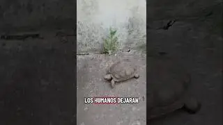 #tortuga #funny #cute #cat #animales #cutecat #perros #gatos #cachorrosdivertidos #miradacanina