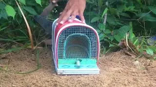 Awesome Quick Animals Trap in Action - How To Make Squirrel Trap