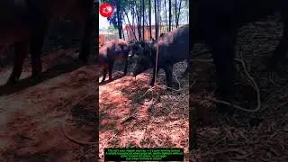 Smart Farming Hack: Loop Trap That Catches wild boar Without Chaos! 🐖💡