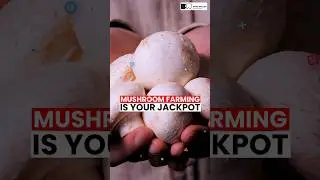 Start Mushroom Farming with Low Investment &ndash; High Income! 🚀#shorts #mushroomfarming