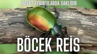 &Ccedil;amların Koruyucuları Terminat&ouml;rler/Harika B&ouml;cekler #B&ouml;cekReis ((Calosoma sycophanta))