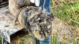 Expert Use Tools To Clean And Removing The Screw With Steel Stuck In Cow Hoof