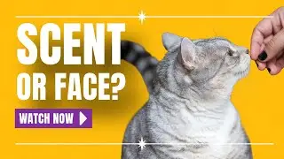 Do Cats Recognize Their Owners by Scent? Surprising Science Explained!