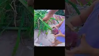 harvest dragon fruit #harvest #familyvlog #yutubeshorts #baby
