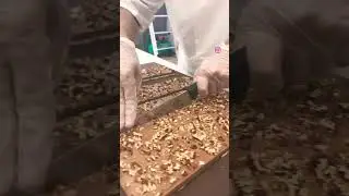 SaultBiscuit with pecan Chocolate bar#food #shortsvideo #cooking #chocolate #shortvideo #srilanka ￼