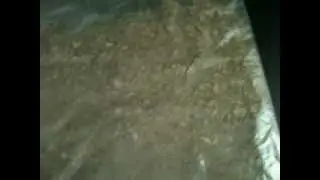 Gold Paydirt Comparison: Paydirt 6  Video 1
