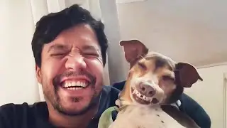 When You Live With a Comedian Dog 😂 Funny Dogs and Human Compilation