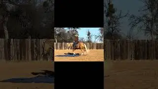 Wayasu 66 #70 Brian Bell Performance Horses