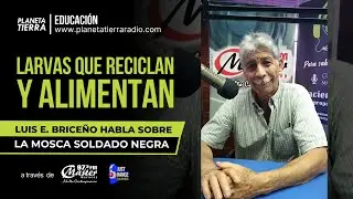 ¿Por qué criar larvas de Mosca Soldado Negra? | Entrevista con el Biólogo Luis E. Briceño C.