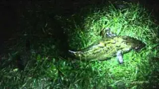 Quappen am Fischereihof K&uuml;strin