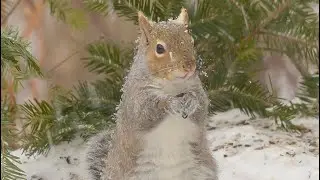 Old Stump Animal and Bird Live Cam-Ground View-Day Cam Until 5pm.  Its much colder and windy today