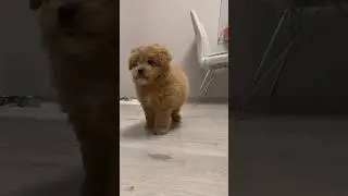 Розумний  пухнастик🥰