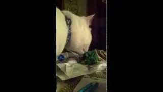 Fat cat eating lettuce