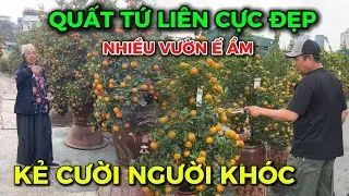 Nhiều nhà vườn Quất Tứ Liên 