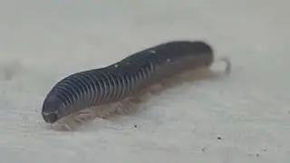 6white-legged snake millipede(Cylindroiulus caeruleocinctus)millepattes,iule des jardinsألفية الأرجل