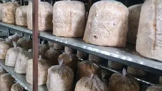 Automatic Oyster Mushroom farm  . Hi-Tech Farm Setup Tour ..   udaipur rajasthan 