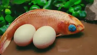 Fish koi & eggs 🐠❤️New video colorful koi 🐠 Eggs Funny video 😂