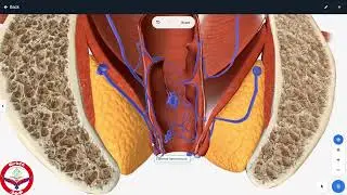 Hemaroid 3d/large intestine diseases/symptoms and treatment of Hemaroid/mbbs prof1/nmdcat/neet/jee/
