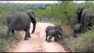 Celebrating World Elephant Day