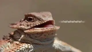 laughing lizard